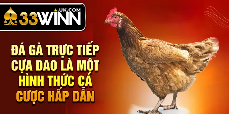 Đá gà trực tiếp cựa dao là một hình thức cá cược hấp dẫn