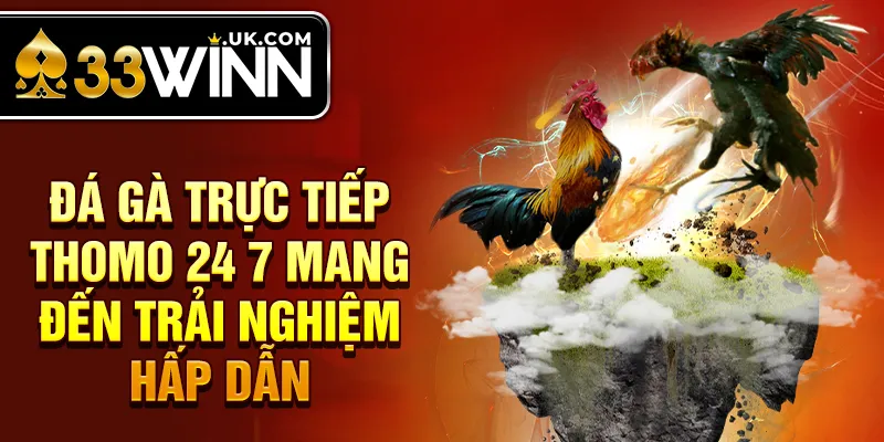 Đá gà trực tiếp Thomo 24 7 mang đến trải nghiệm hấp dẫn 